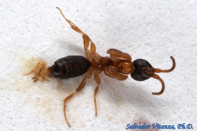 Sclerogibbidae HymenopteraSclerogibbidaeSclerogibba talpiformisCuckoo Wasps