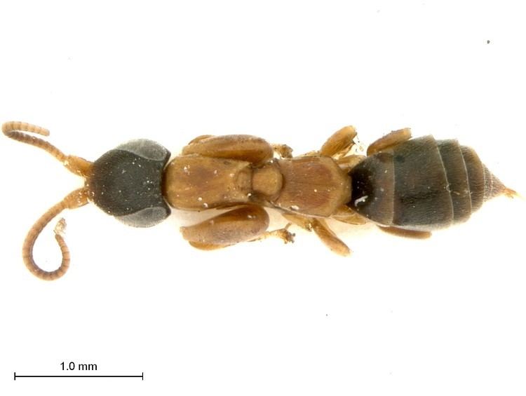 Sclerogibbidae Schlerogibbatalpiformis