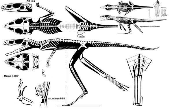 Scleromochlus What is Scleromochlus The Pterosaur Heresies