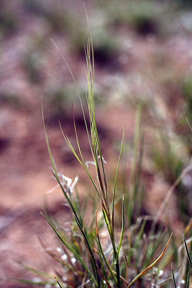 Scleropogon Vascular Plants of the Gila Wilderness Scleropogon brevifolius