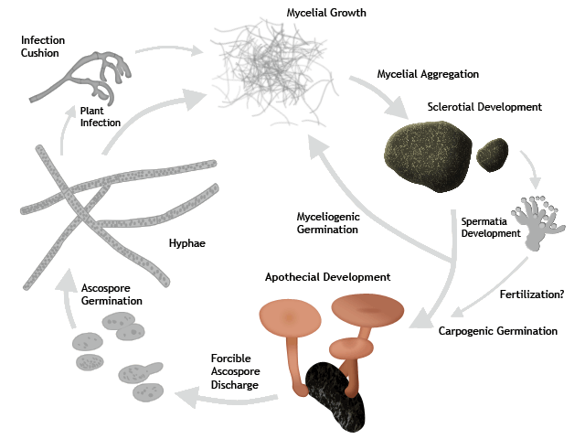 Sclerotinia sclerotiorum Sclerotinia sclerotiorum Resource Page Life Cycle