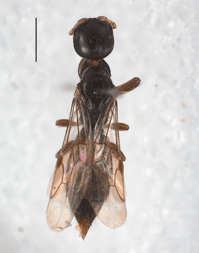 Scolebythidae nzhymenopteramyspeciesinfositesnzhymenoptera