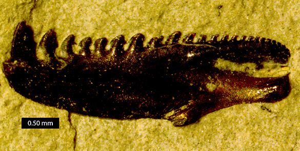 Scolecodont Wooster Geologists Blog Archive Wooster39s Fossil of the Week A
