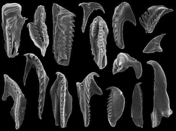 Scolecodont Scolecodonts the jaws of polychaete annelids