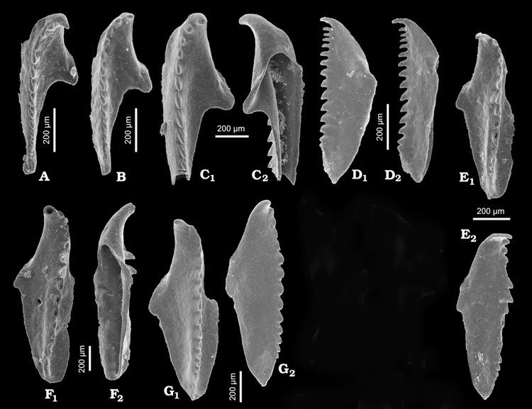 Scolecodont Sciency Thoughts Two new species of Scolecodont from the Early