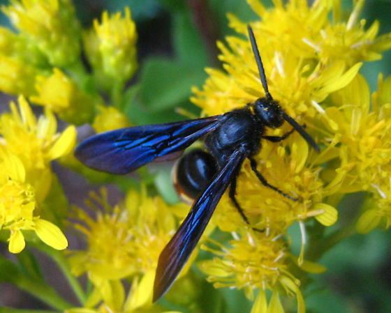Scolia dubia blue winged black wasp 2 yellow dots reddish abdomen Scolia dubia