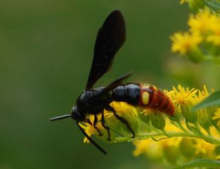 Scolia dubia Scolia dubia Digger wasp Discover Life mobile