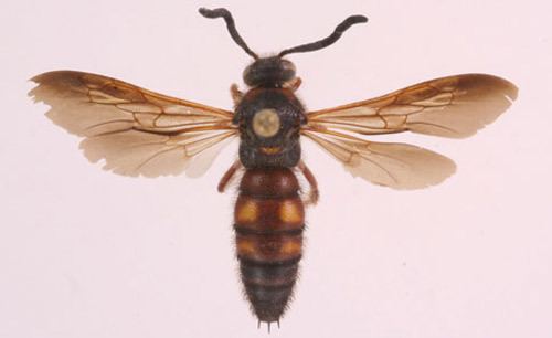 Scoliidae Scoliid wasps