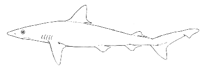 Scoliodon Sharp nosed shark