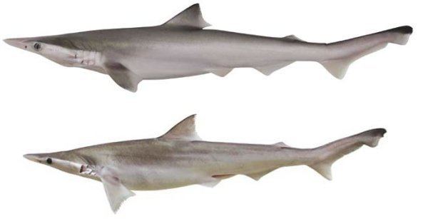 Scoliodon Scoliodon macrorhynchos SharkReferences