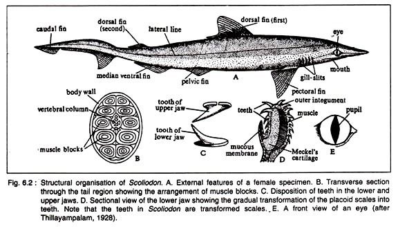 Scoliodon Scoliodon Distribution Structure and Sense Organs Dogfishes