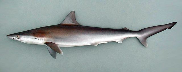 Scoliodon Rhizoprionodon acutus Milk shark Scoliodon walbeemii