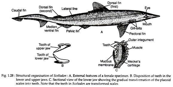 Scoliodon External Structures of Scoliodon With Diagram Zoology