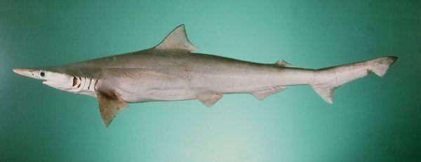 Scoliodon sharkreferencescomimagesspecies600xNx906Scla