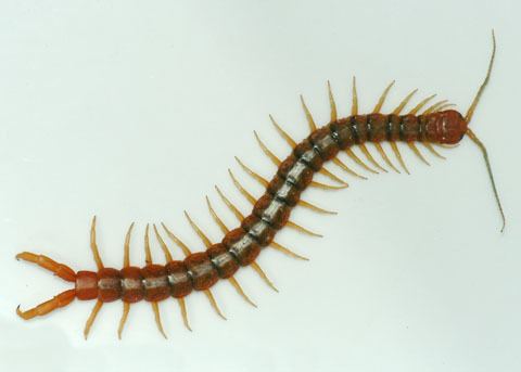 Scolopendra Tiger Centipede Scolopendra polymorpha