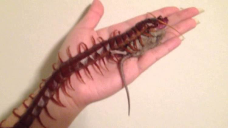 Scolopendra Scolopendra sp quotHispaniola red giantquot YouTube