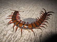 Scolopendra gigantea httpsuploadwikimediaorgwikipediacommonsthu