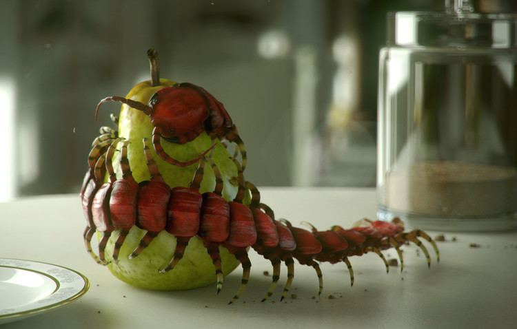 Scolopendra gigantea Scolopendra Gigantea Andrew Jerez