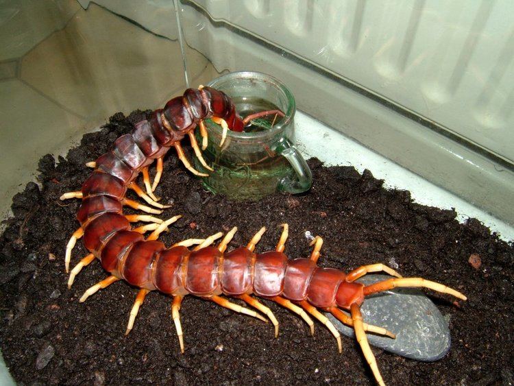 Scolopendra gigantea Scolopendra gigantea drinking Arachnoboards