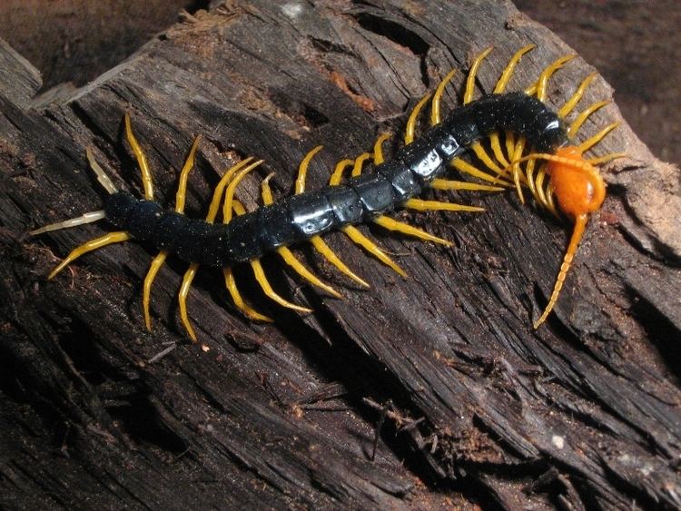 Scolopendra heros - Alchetron, The Free Social Encyclopedia