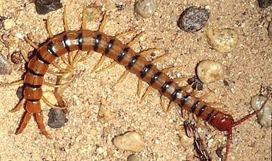 Scolopendra polymorpha Tiger Centipede Scolopendra polymorpha
