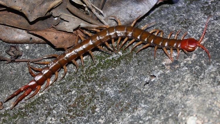 Scolopendra subspinipes FileChinese Redheaded Centipede Scolopendra subspinipes