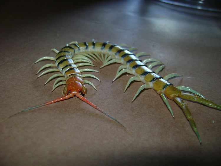 Scolopendridae ScolopendridaegtScolopendra morsitans centipede 0025 Flickr