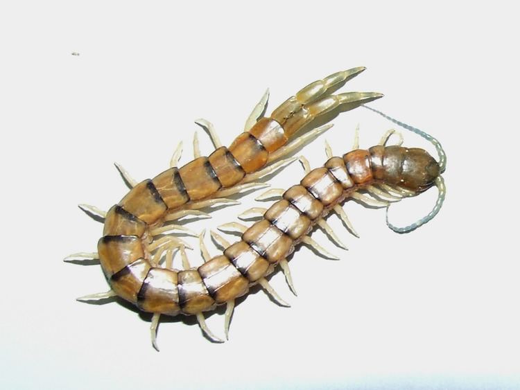 Scolopendridae ScolopendridaegtScolopendra Australian Centipede DSCF1731 Flickr