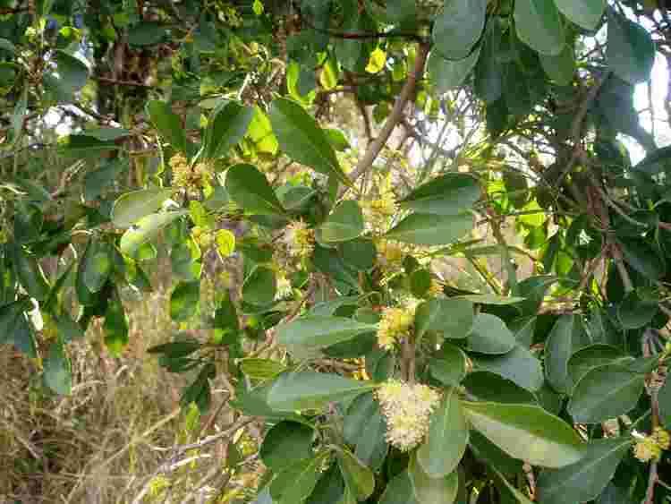 Scolopia Flora of Mozambique Species information individual images