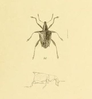 Scolopterus penicillatus