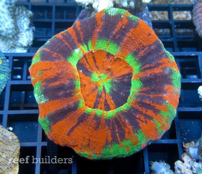 Scolymia In your face with Macna39s best Scolymia News Reef Builders The