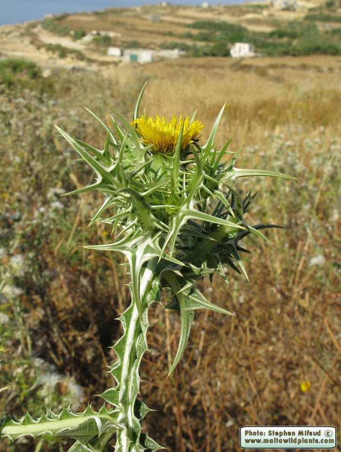 Scolymus maculatus Wild Plants of Malta amp Gozo Plant Scolymus maculatus Spotted