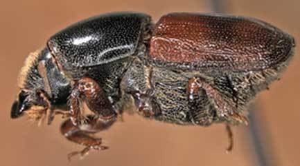 Scolytus Scolytus Bark Beetle Genera of the United States