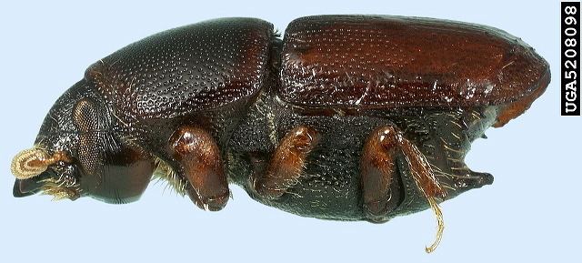 Scolytus multistriatus Bark and Ambrosia Beetle Photos