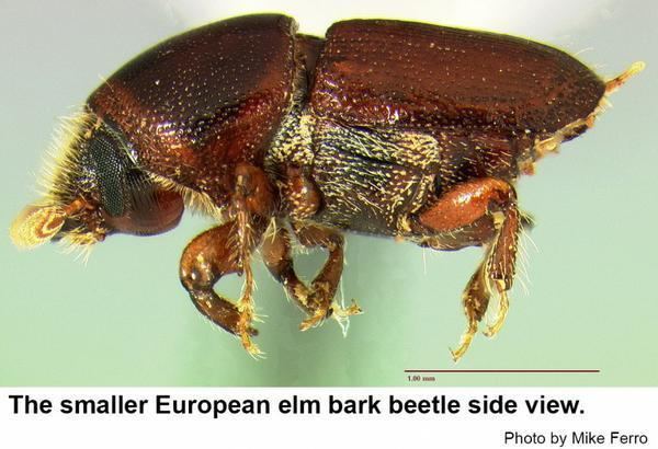 Scolytus multistriatus Smaller European Elm Bark Beetle NC State Extension Publications
