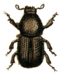 Scolytus multistriatus httpsuploadwikimediaorgwikipediacommonsthu