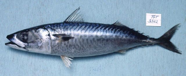 Scomber Fish Identification
