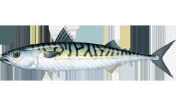 Scomber Atlantic mackerel Wikipedia