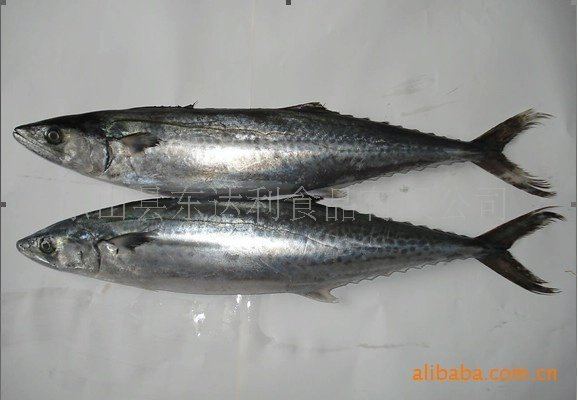 Scomberomorus Frozen Spanish mackerel scomberomorus niphnius productsChina