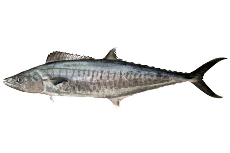 Scomberomorus Scomberomorus commerson Narrowbarred Spanish mackerel Scomber