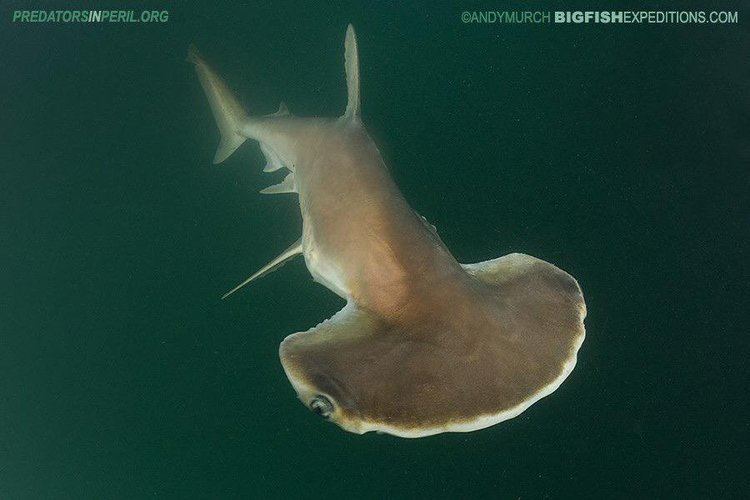Scoophead Dr David Shiffman on Twitter quotHere39s a Scoophead shark photograph