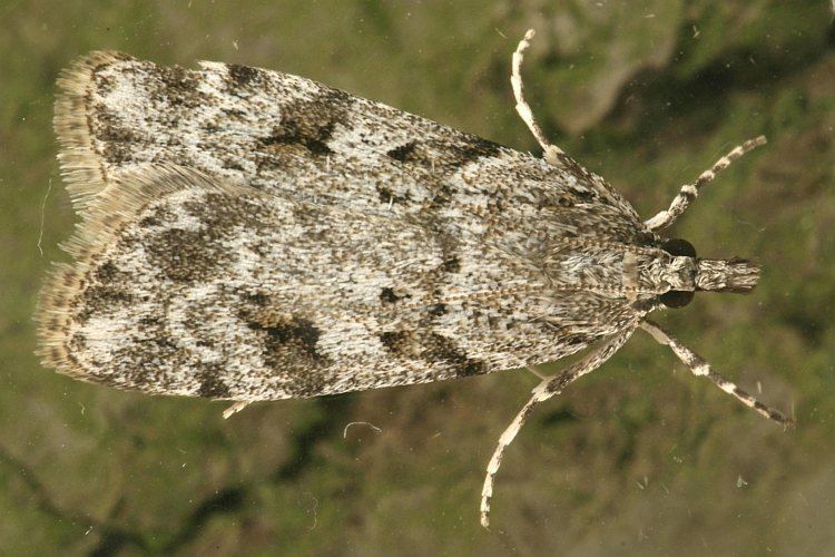 Scoparia ambigualis Bestimmungshilfe des Lepiforums Scoparia Ambigualis