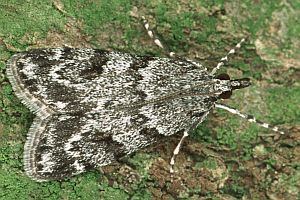 Scoparia ambigualis Bestimmungshilfe des Lepiforums Scoparia Ambigualis