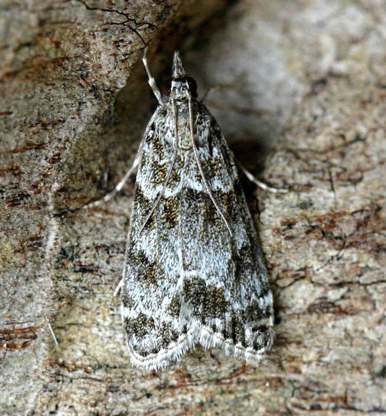 Scoparia ambigualis Scoparia ambigualis Scoparia ambigualis NatureSpot