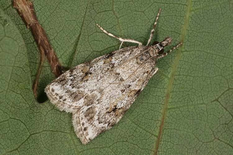Scoparia ambigualis Bestimmungshilfe des Lepiforums Scoparia Ambigualis