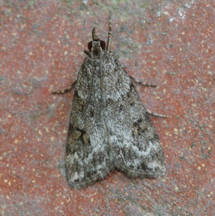 Scoparia ambigualis Scoparia ambigualis Scoparia ambigualis NatureSpot