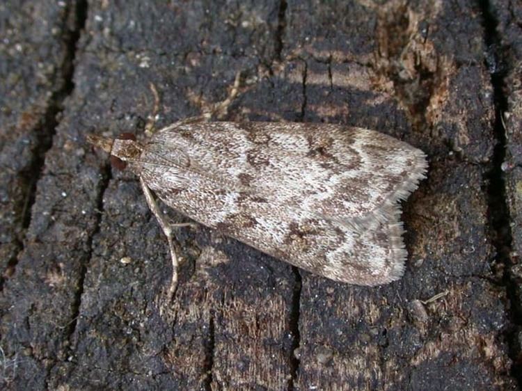 Scoparia ambigualis wwwukmothsorguksiteassetsfiles132021334sco
