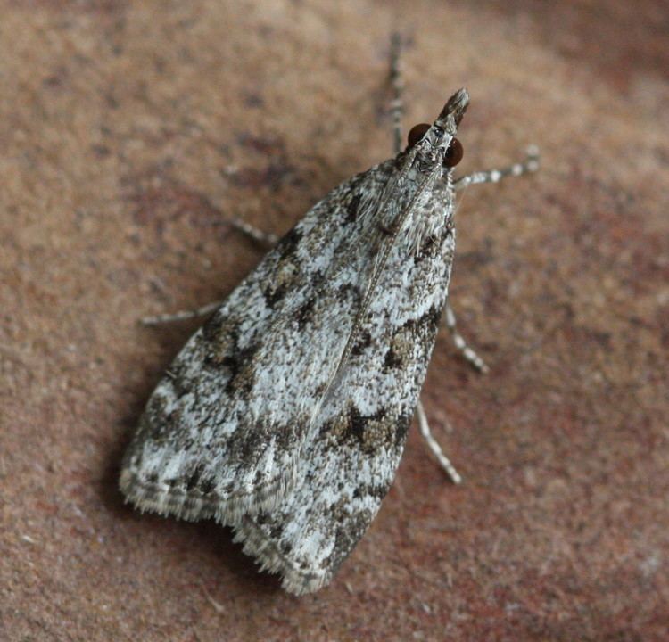 Scoparia ambigualis Scoparia ambigualis Scoparia ambigualis NatureSpot