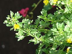 Scoparia (plant) httpsuploadwikimediaorgwikipediacommonsthu