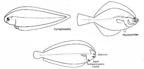 Scophthalmidae SCOPHTHALMIDAE